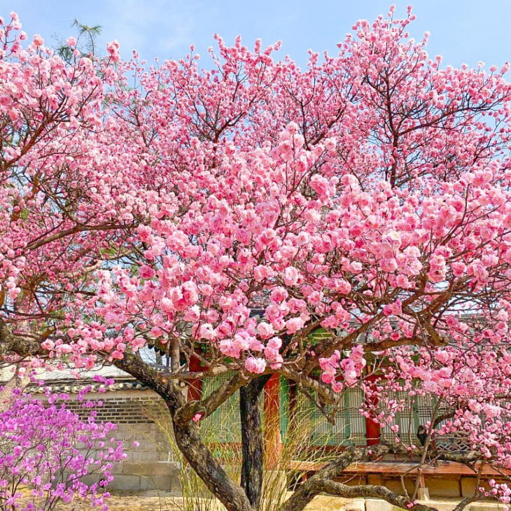 ngắm hoa mai hồng nở rộ tại cung điện changdeokgung