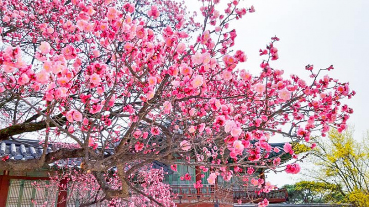 ngắm hoa mai hồng nở rộ tại cung điện changdeokgung