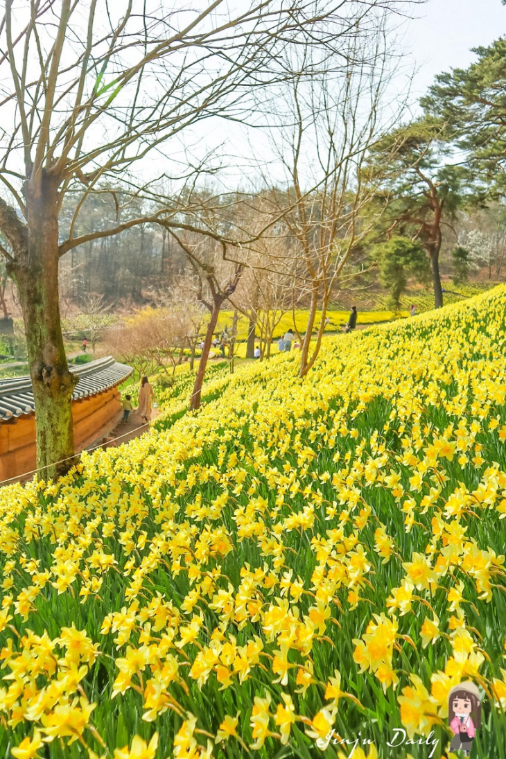 cánh đồng hoa thủy tiên nở bạt ngàn ở seosan yugi-bang house