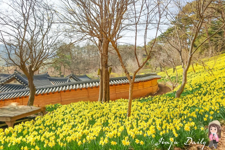 cánh đồng hoa thủy tiên nở bạt ngàn ở seosan yugi-bang house