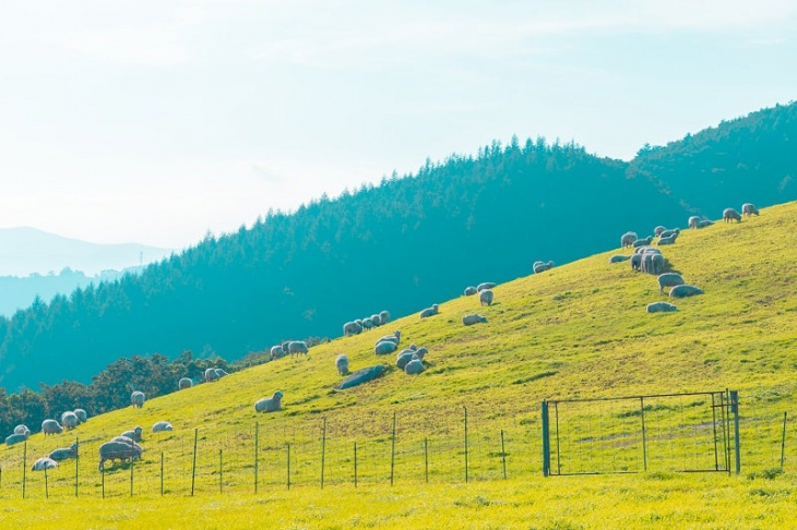 lạc lối giữa thảo nguyên bạt ngàn xanh mát tại đồi cừu daegwallyeong