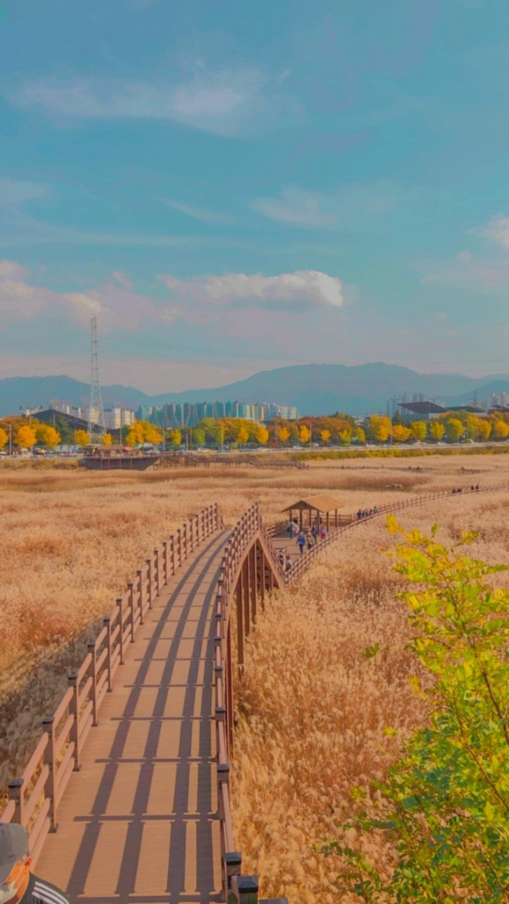 rực rỡ sắc vàng mùa thu tại đầm lầy dalseong tỉnh daegu