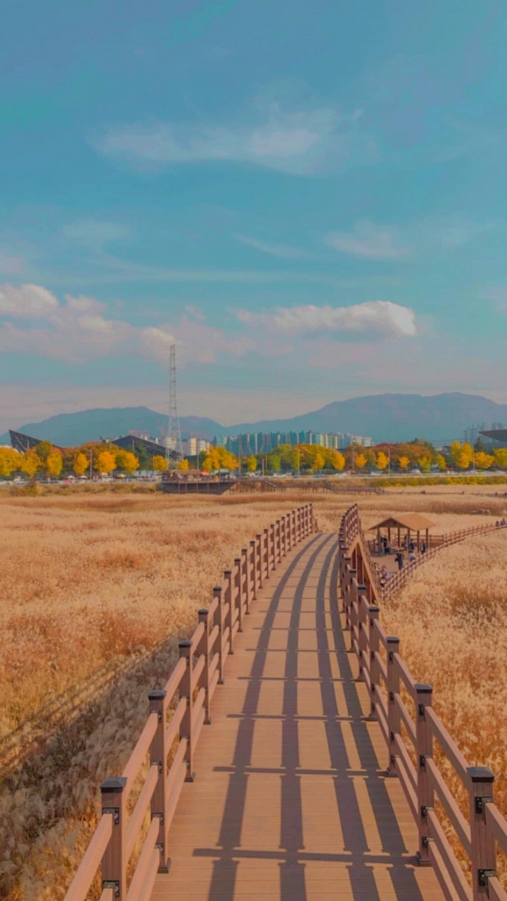 rực rỡ sắc vàng mùa thu tại đầm lầy dalseong tỉnh daegu