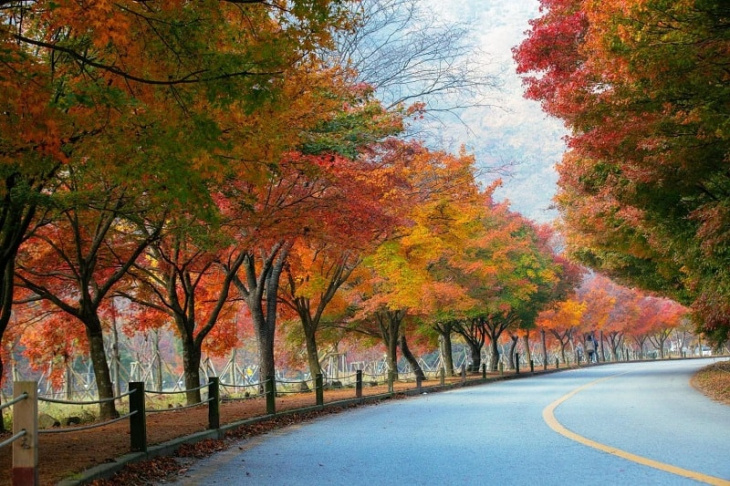 dạo bước trong khung cảnh mùa thu tuyệt đẹp tại naejangsan tỉnh jeollabuk