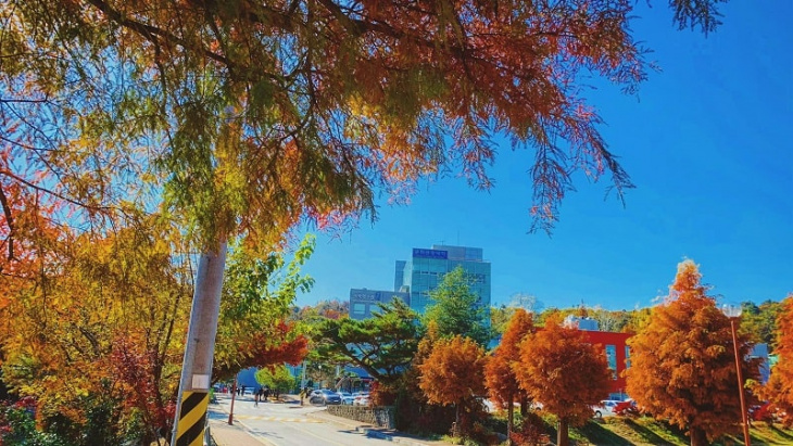 Đẹp ngỡ ngàng mùa thu tại Đại học Jeonju qua lăng kính du học sinh