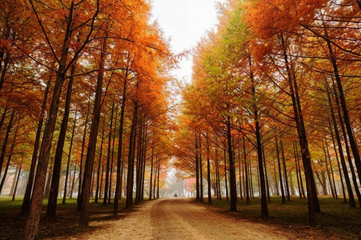 mùa thu tại hòn đảo nami tỉnh gangwon từng xuất hiện trong phim “bản tình ca mùa đông”