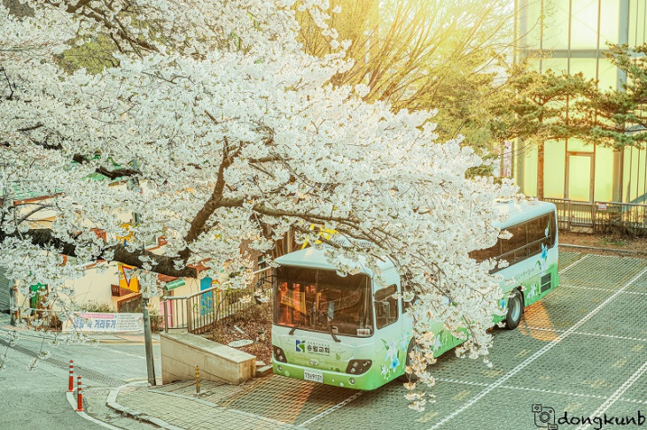 công viên jayu park địa điểm ngắm hoa anh đào đẹp nhất incheon