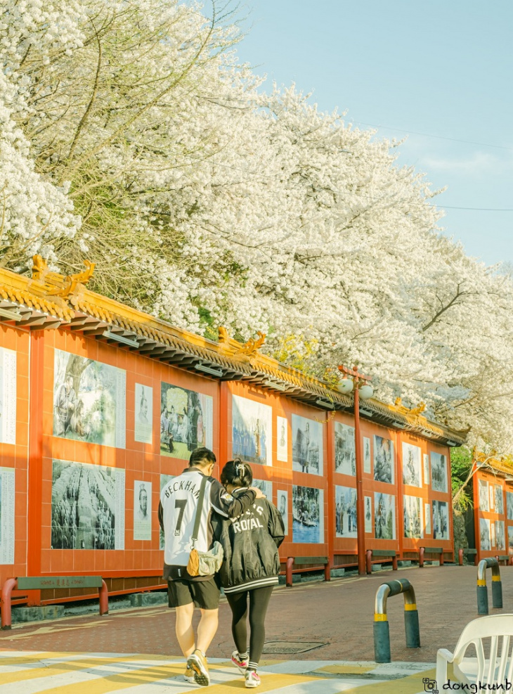 công viên jayu park địa điểm ngắm hoa anh đào đẹp nhất incheon