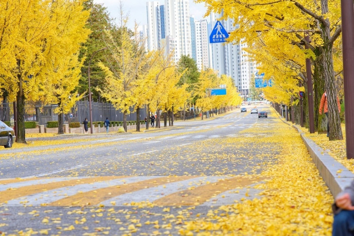 con đường ngân hạnh thành phố gwacheon rực rỡ trong buổi chiều thu