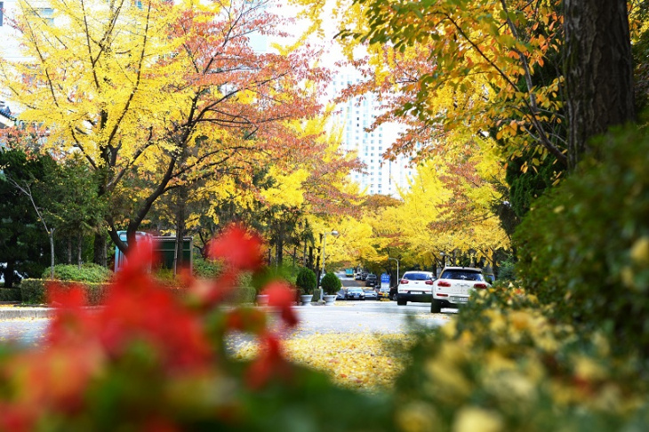 Mùa thu tại thành phố Seongnam khiến bao người nhớ thương