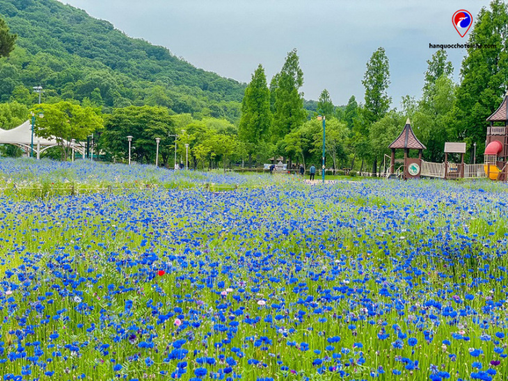Cùng ngắm hoa thanh cúc khoe sắc rực rỡ ở công viên Grand Incheon