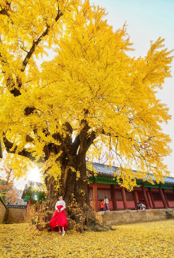 munmyo ginkgo tree cây ngân hạnh hơn 500 tuổi nằm trong khuôn viên đại học sungkyunkwan