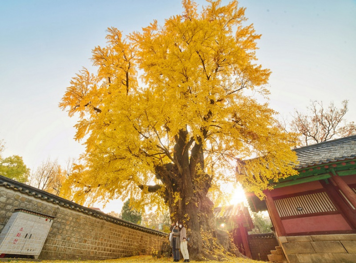 munmyo ginkgo tree cây ngân hạnh hơn 500 tuổi nằm trong khuôn viên đại học sungkyunkwan