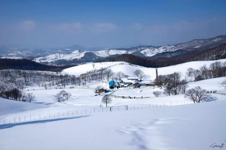 trang trại cừu daegwallyeong: vương quốc của mùa đông