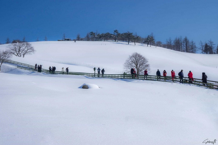 trang trại cừu daegwallyeong: vương quốc của mùa đông