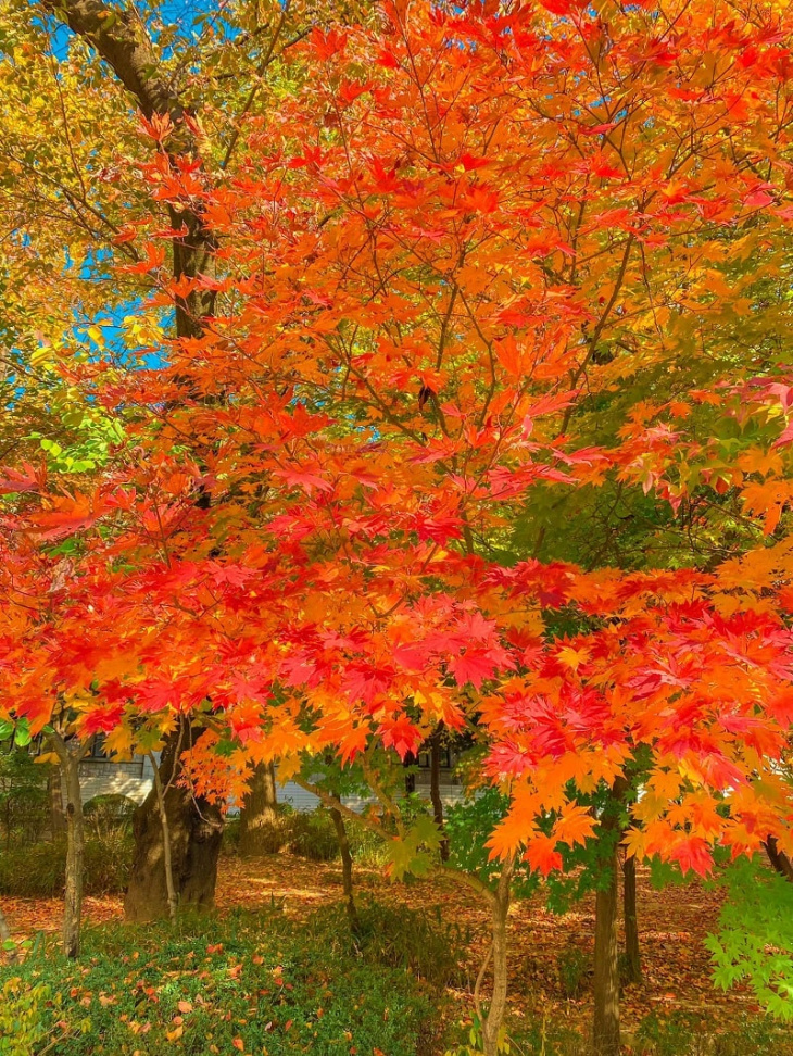 choáng ngợp mùa thu lá vàng giữa lòng ngôi trường đại học kyung hee