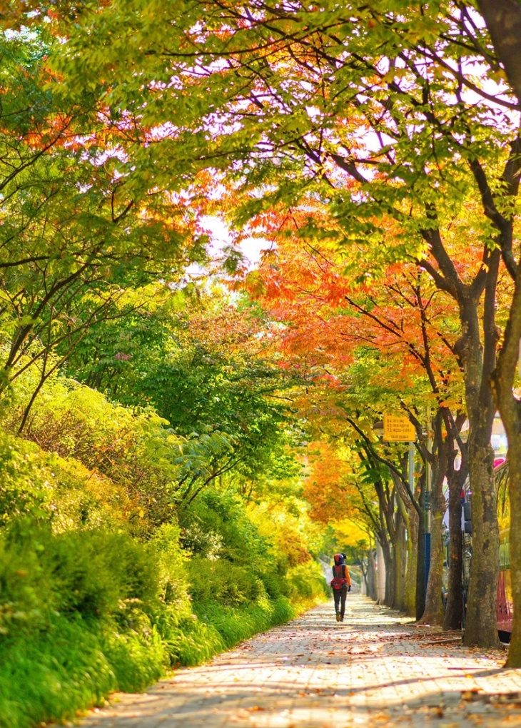 choáng ngợp trước mùa thu lá vàng hàn quốc đẹp đến mê hồn