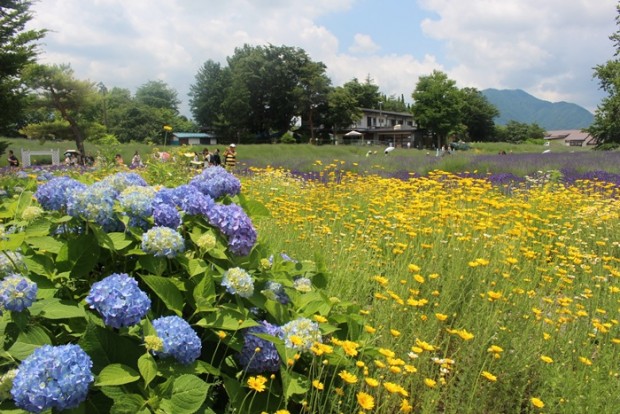 lễ hội cỏ cây kawaguchiko – lễ hội mùa hè lớn nhất vùng phú sĩ, nhật bản