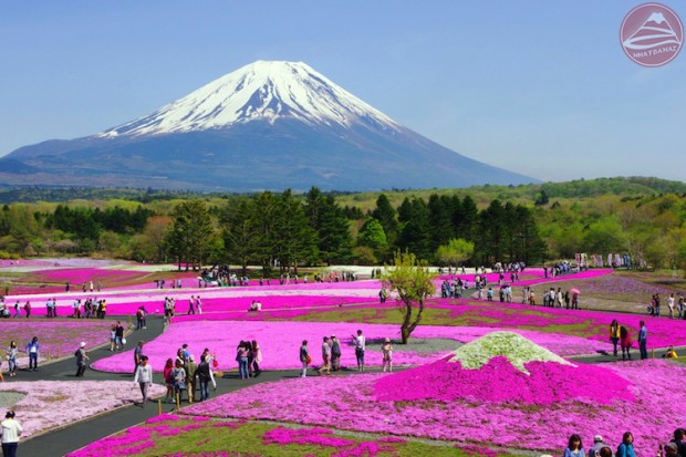 Lễ hội hoa Shibazakura – Fuji
