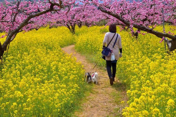 Rực rỡ hoa anh đào, hoa cải đầu tháng 3 ở Nhật bản