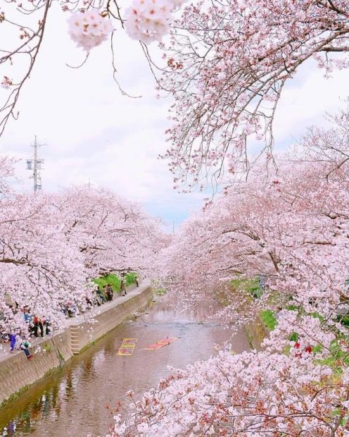 Du lịch Nhật bản ngắm hoa anh đào 7 ngày, giờ bay đẹp
