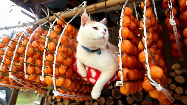 Mèo ở Nhật Bản có ý nghĩa gì?