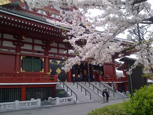 Thưởng ngoạn lễ hội hoa anh đào Nhật Bản
