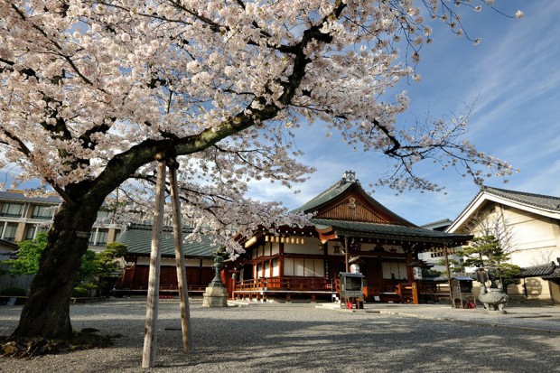 Hoa Anh Đào ngày và đêm ở đền Toji (Đông Tự), Kyoto, Nhật Bản