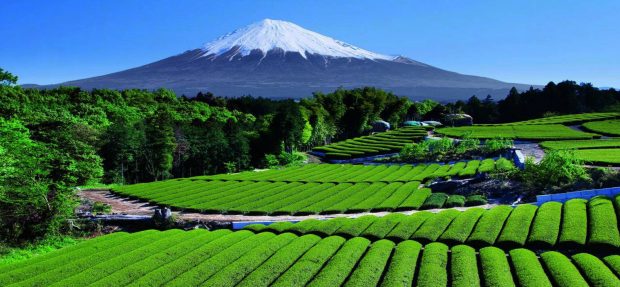 Đã mắt đồi trà xanh dưới chân núi Phú Sĩ