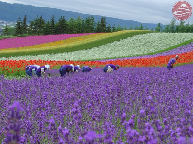du lịch hokkaido mùa hoa lavender