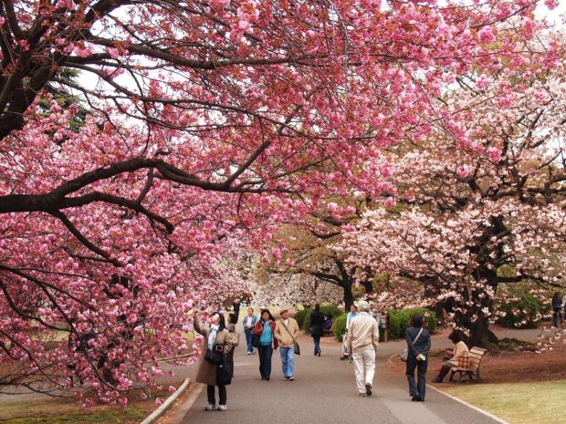 Du lịch Nhật Bản mùa hoa Anh Đào 2022 đẹp nhất: 6N 36,9triệu