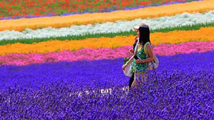 du lịch hokkaido  ngắm hoa lavender 7 ngày