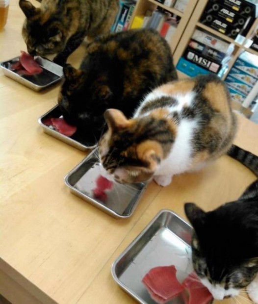 Mèo Nhật Bản giúp tăng hiệu suất làm việc