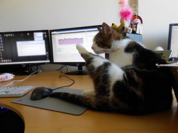 mèo nhật bản giúp tăng hiệu suất làm việc
