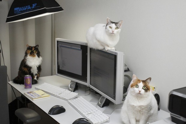 mèo nhật bản giúp tăng hiệu suất làm việc