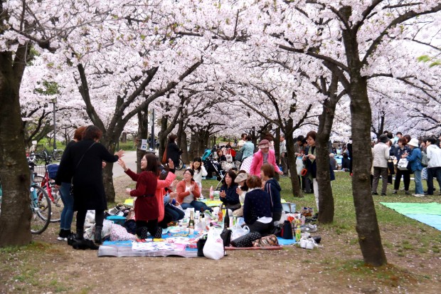 Du lịch Nhật bản tháng 3 – lễ hội hoa anh đào, hoa mơ mùa xuân
