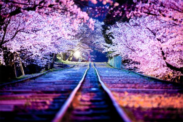 Hơn 50 ảnh anime hoa anh đào đẹp với khung cảnh Nhật Bản tuyệt đẹp