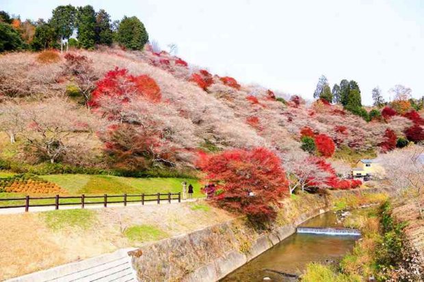 Obara Shikizakura: Khi mùa thu gặp gỡ mùa xuân