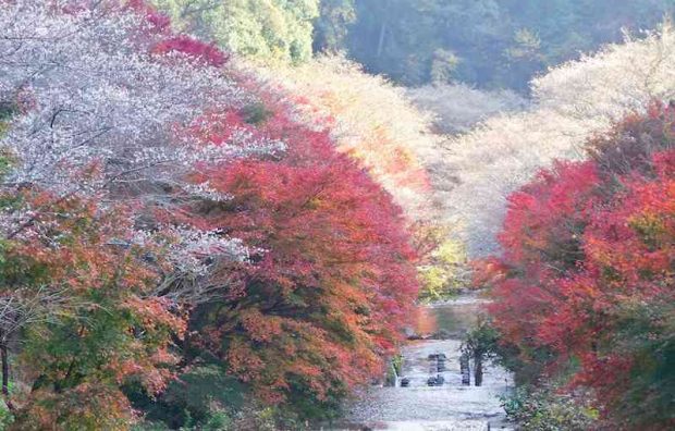 obara shikizakura: khi mùa thu gặp gỡ mùa xuân