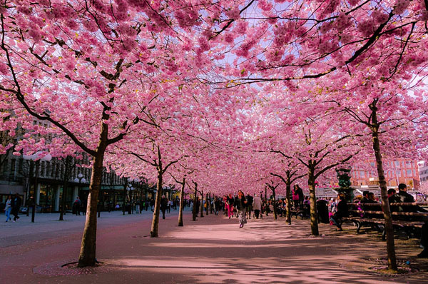Du lịch Nhật mùa hoa anh đào 6 ngày cung đường vàng, giá tốt