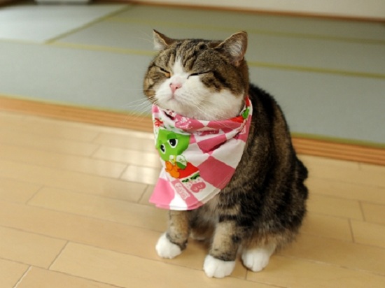 Mèo Maru – Chú mèo nổi tiếng của Nhật
