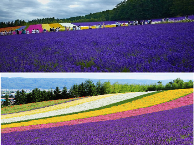 Du lịch Nhật Bản mùa hè ngắm hoa oải hương 6N5D KH Hà Nội Bay VN 37.9 triệu