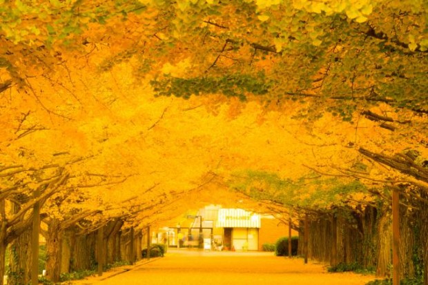 9 điểm đẹp tuyệt vời để tận hưởng mùa thu ở tokyo, nhật bản