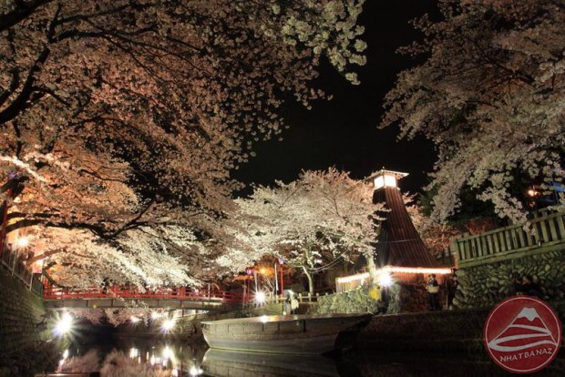 Yozakura – Ngắm hoa anh đào đêm