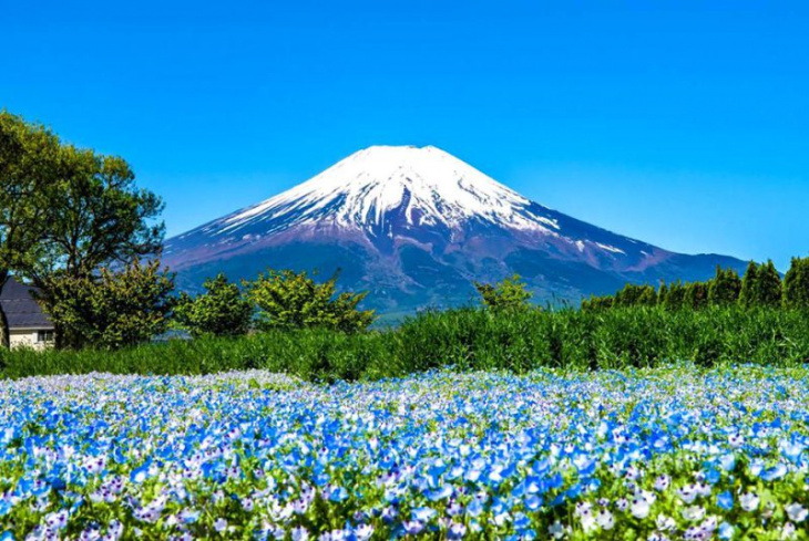khám phá vương quốc trái cây yamanashi – quê hương của núi phú sĩ