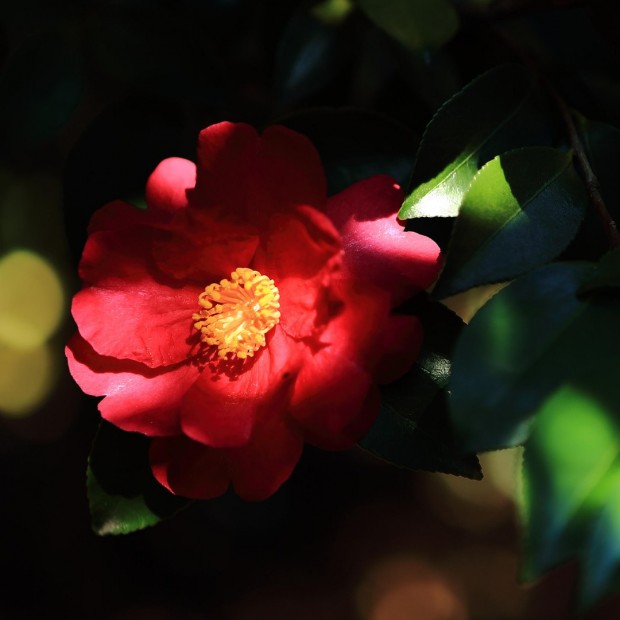 Hoa Trà Nhật Bản – hoa của Samurai, của hậu duệ mặt trời