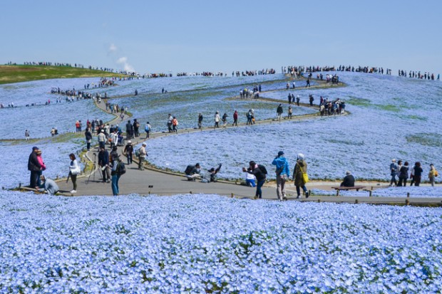 công viên hitachi cuối xuân đầu hè mát mắt màu thiên thanh giữa sắc hoa tulip