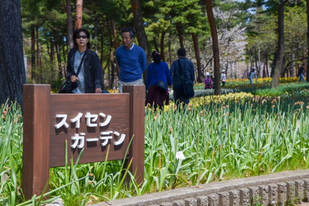 công viên hitachi cuối xuân đầu hè mát mắt màu thiên thanh giữa sắc hoa tulip