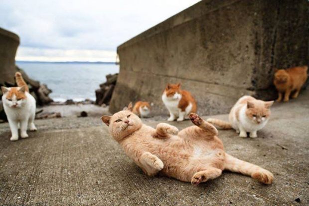 Đảo mèo ở Nhật Bản – Đảo Aoshima