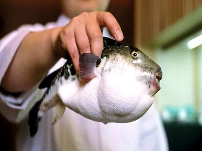 cá nóc ( fugu)- món ăn triệu đô và cũng là một trong những loài ***c nhất thế giới.